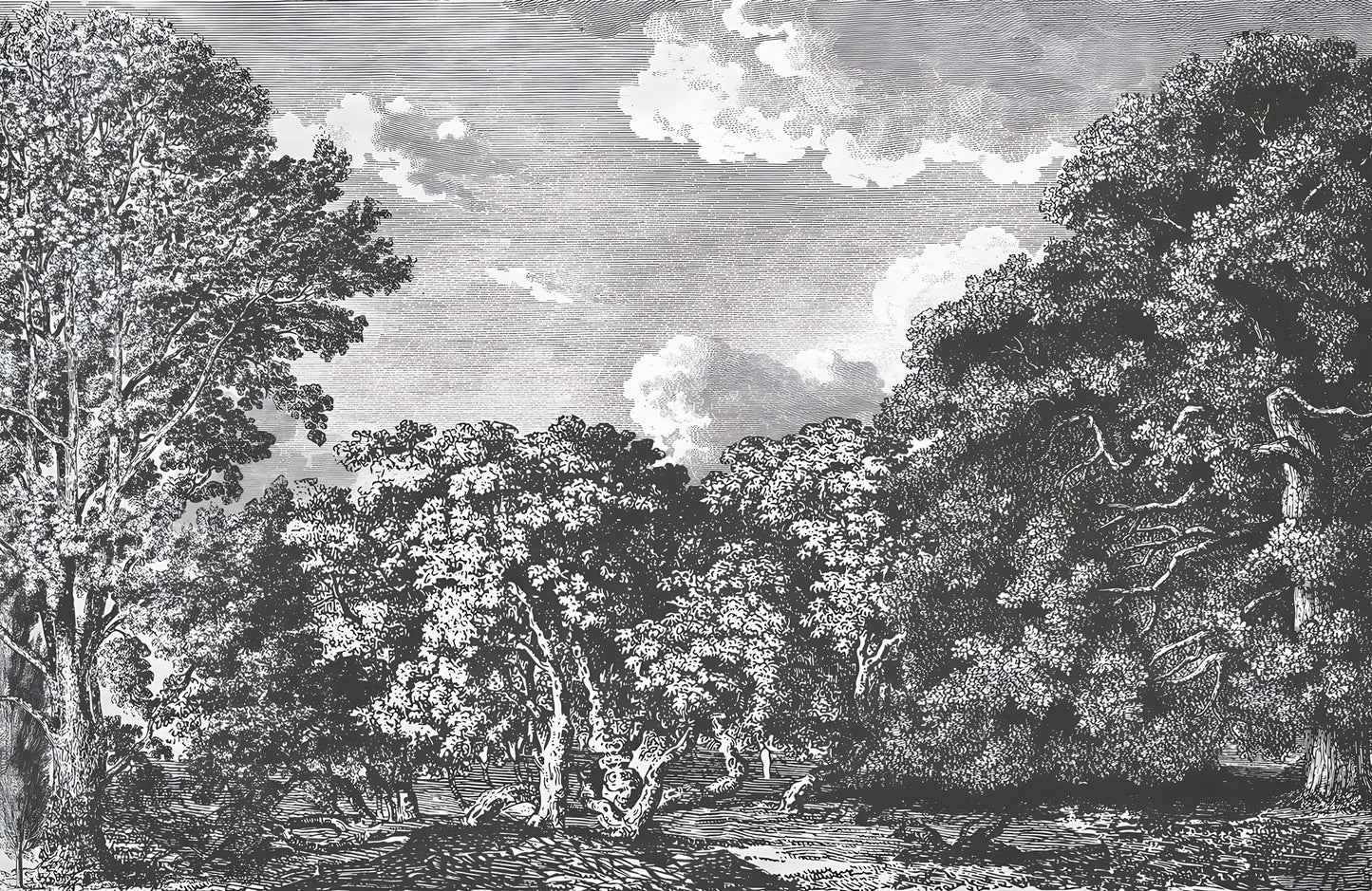 Daintree Forest Mural