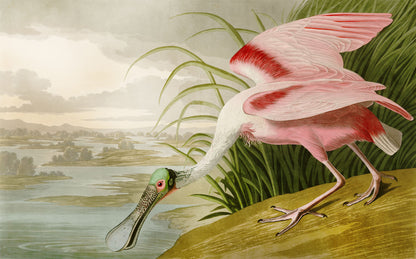 Blushing Spoonbill Mural