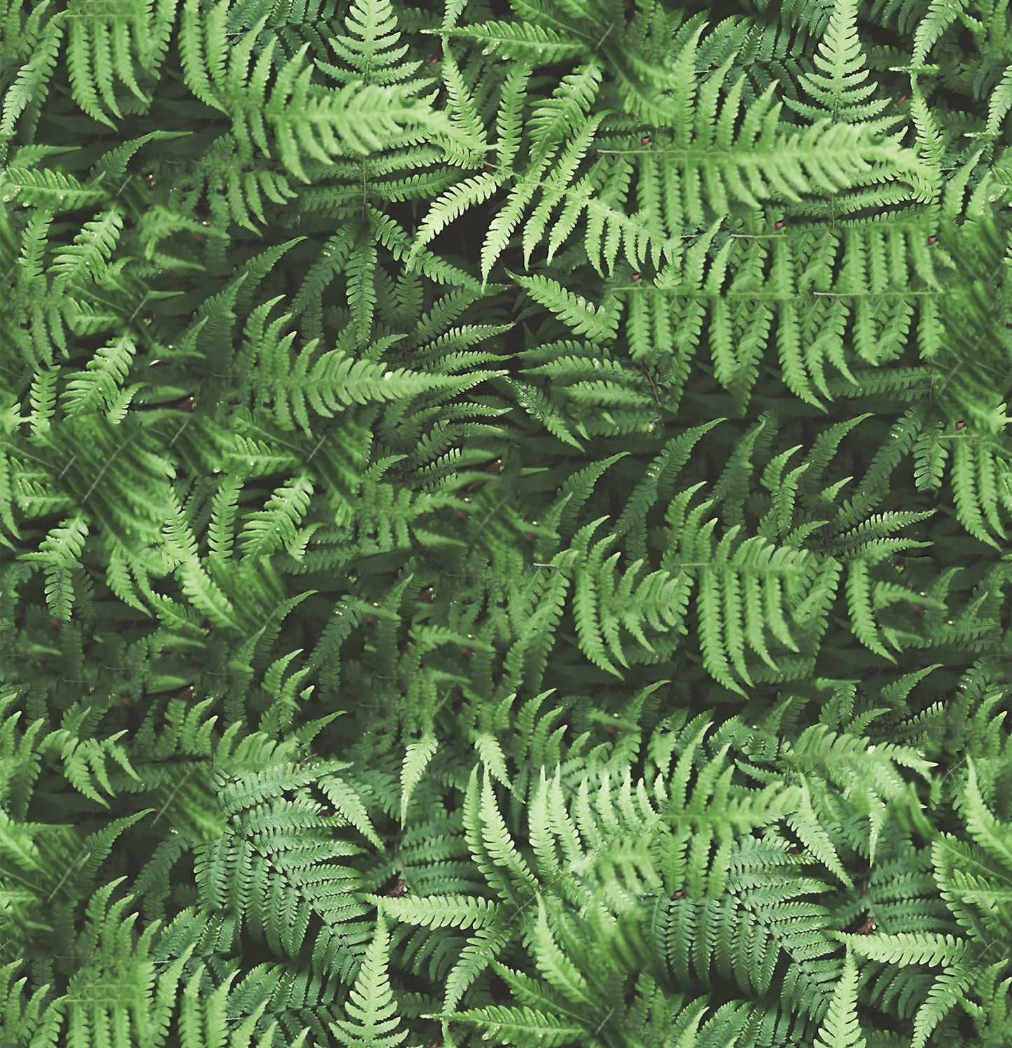 Fern Valley Mural