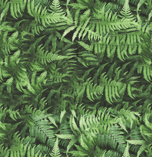 Fern Valley Mural