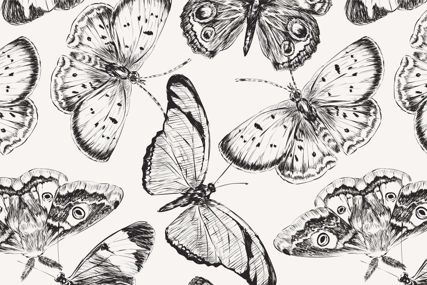 Papillon Wings Mural