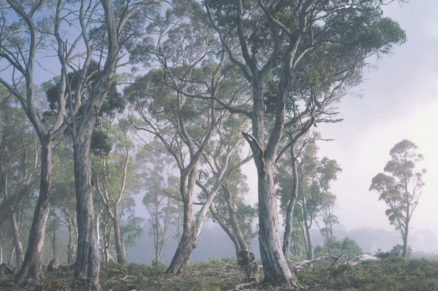 Wilton Forest Mural