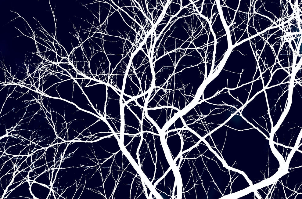 White Branches Mural – Wallpaper Warehouse SA
